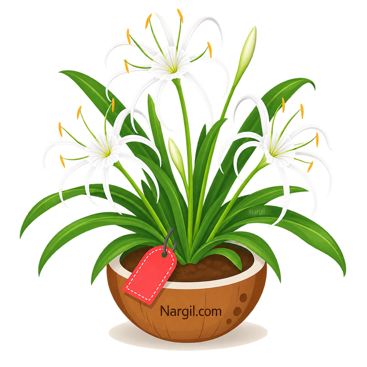Nargil_Hymenocallis littoralis